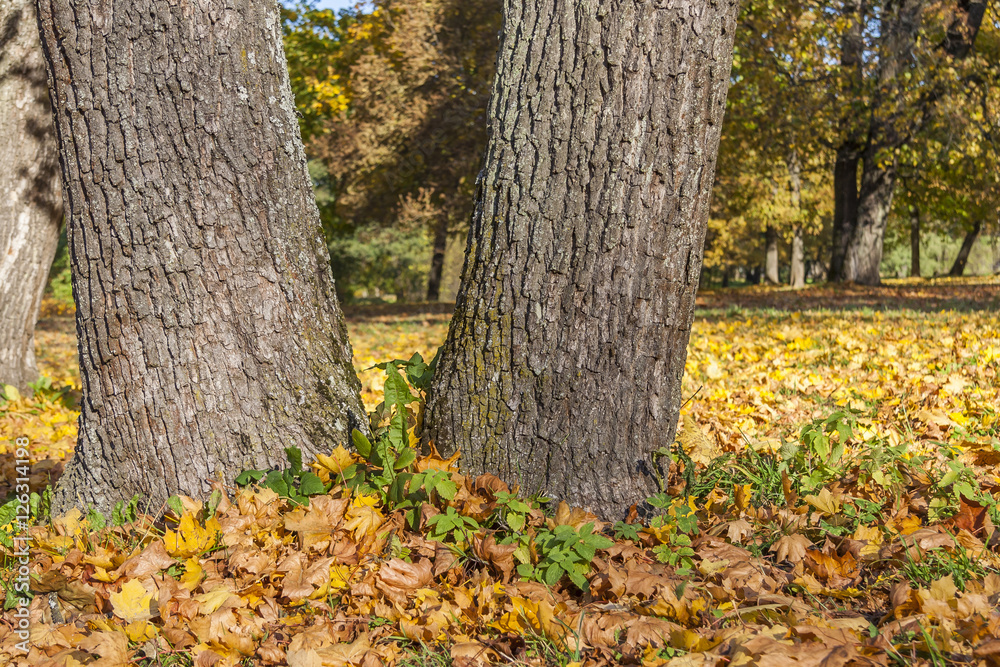 Fall Foliage Yellow Maple Leaves Falling From Tree Fall Foliage Yellow Maple Leaves Falling From Tree