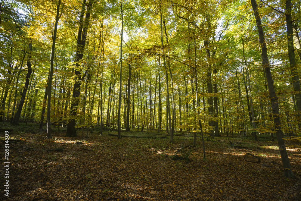 Naklejka premium sonnendurchfluteter Herbstwald