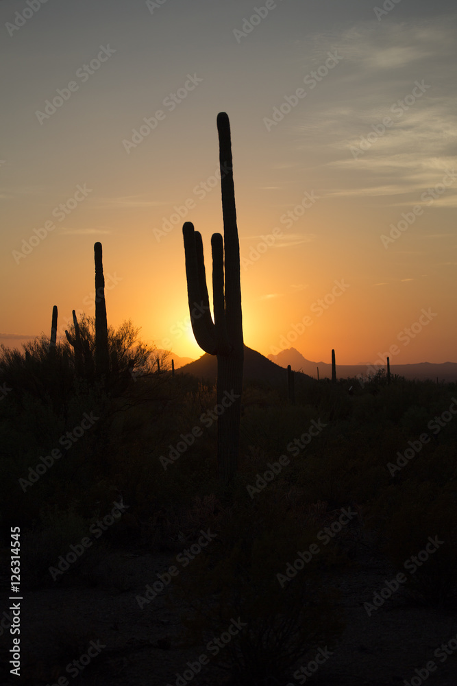 saguaro