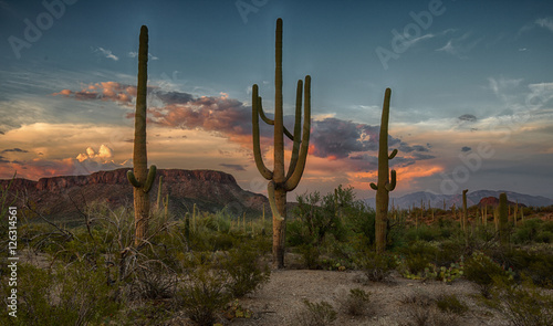 Tableau sur toile saguaro