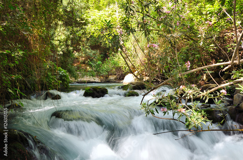 Banias River  one of the main tributaries of the Jordan River