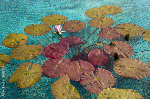 Fototapeta Naklejka Na Ścianę i Meble -  Water lilies during Autumn. Idyllic botanical garden of Villa Taranto by Lago Maggiore during Fall, Verbania, Italy.