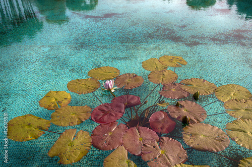 Fototapeta Naklejka Na Ścianę i Meble -  Water lilies during Autumn. Idyllic botanical garden of Villa Taranto by Lago Maggiore during Fall, Verbania, Italy.