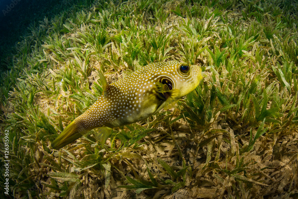 Tropical fish Tropical fish