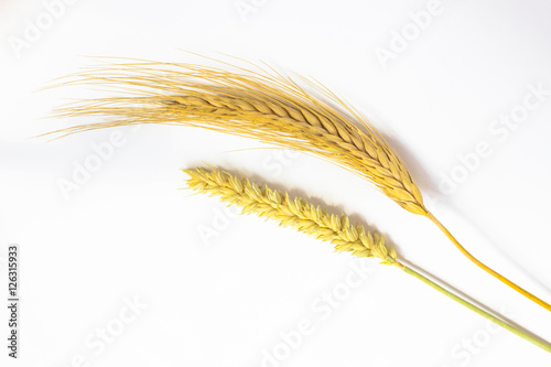 Two spikelets of wheat .