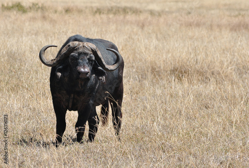 Water buffalo chewing grass