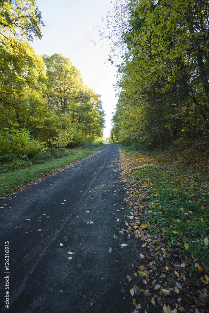 Fototapeta premium sonnendurchfluteter Herbstwald