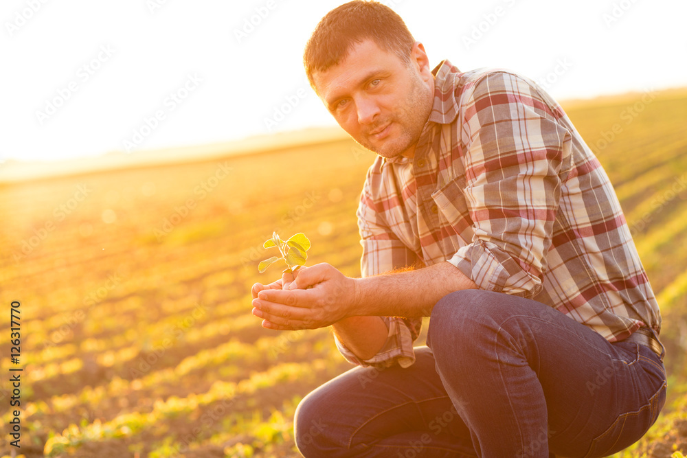 Farmer in a field holding and examining crop in his hands at sunset. Farmer in a field holding and examining crop in his hands at sunset.