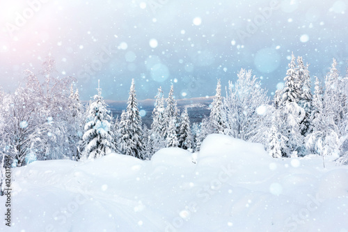 Winter forest against mountains