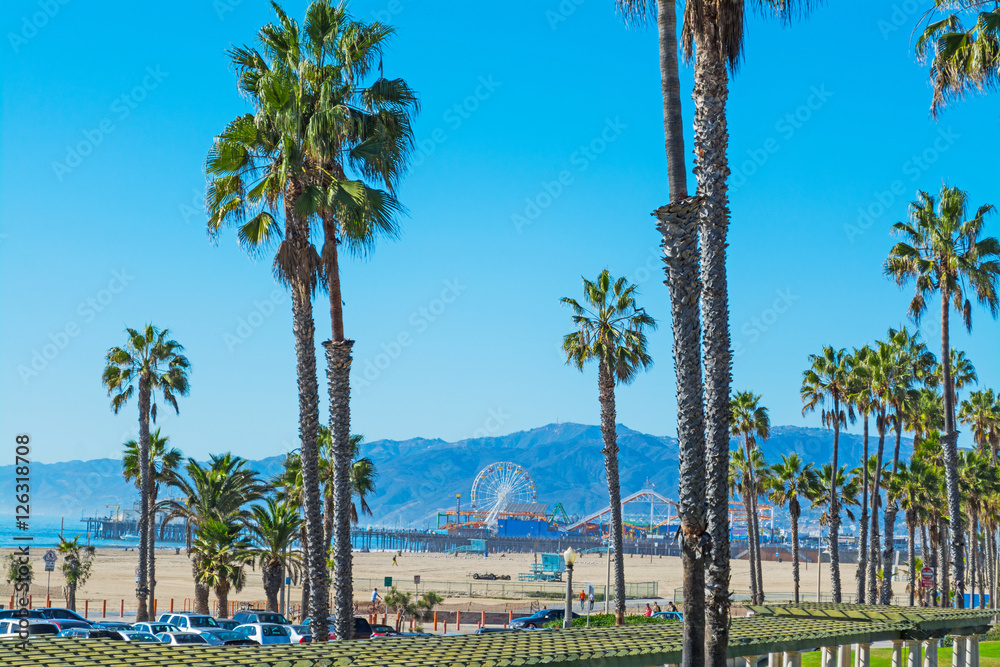 Fototapeta premium palm trees in Santa Monica