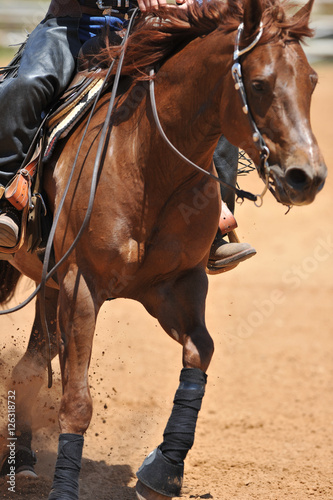 The front view of a rider in cowboy chaps and boots on a horseback running ahead and stopping the horse in the dust. © PROMA