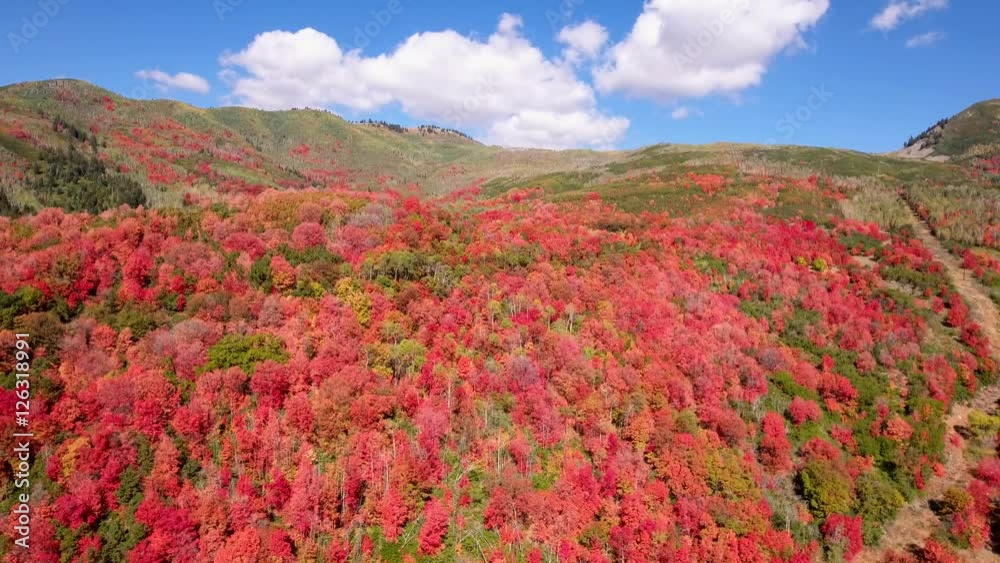 Aerial high shot of a beautiful autumn colors in a forest Aerial high shot of a beautiful autumn colors in a forest