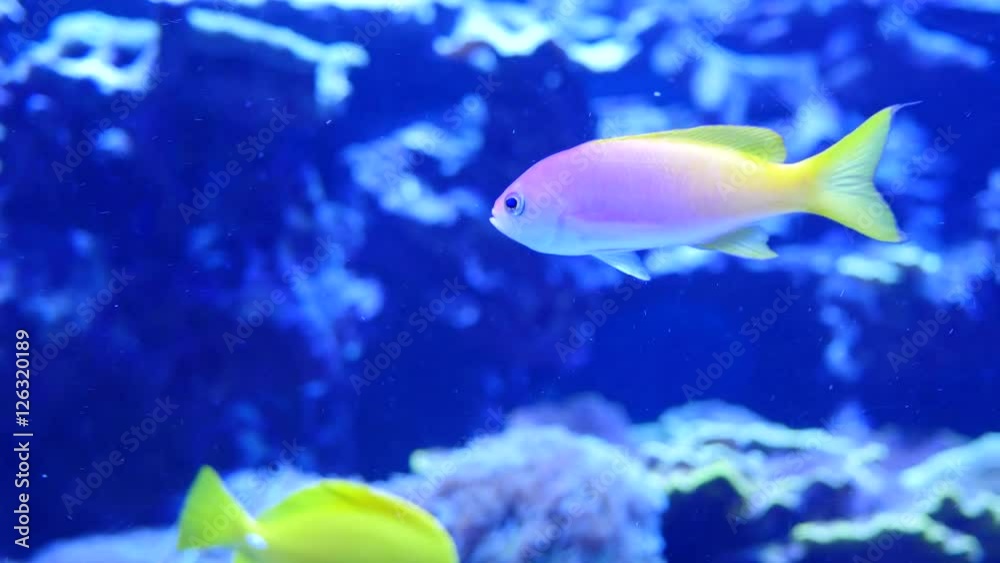 Beautiful purple and yellow tropical fish swimming Beautiful purple and yellow tropical fish swimming