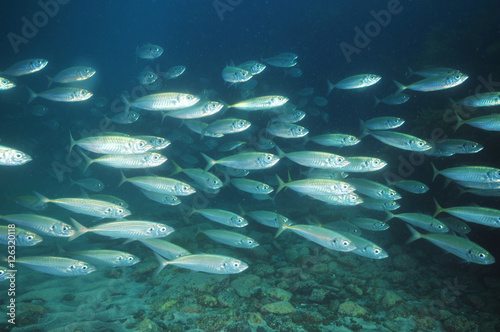 School of jack mackerel Trachurus novaezelandiae swimming above flat sea bottom. photo