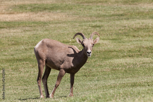 Desert Bighorn Sheep Ewe