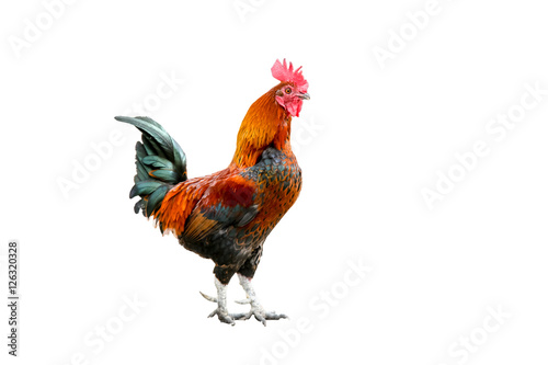 Stampa su Tela Colored rooster orange, green,white. Insulated