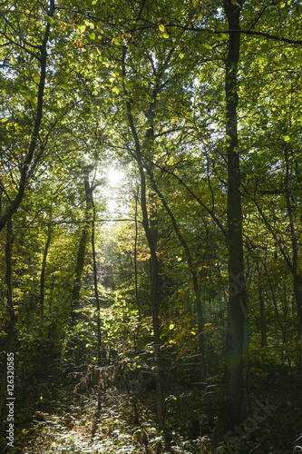 sonnendurchfluteter Herbstwald © xiquence