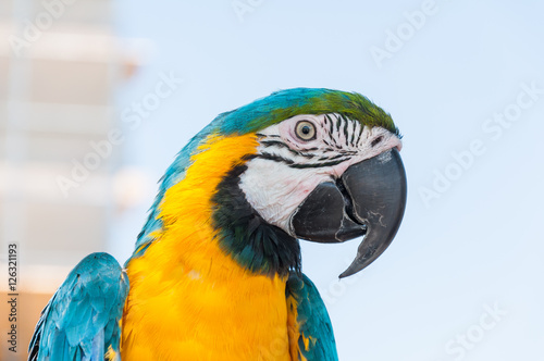 Parrot MACAW