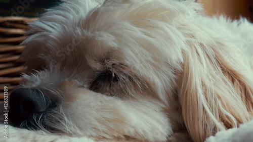 A cute little cockapoodle dog resting in a bed photo