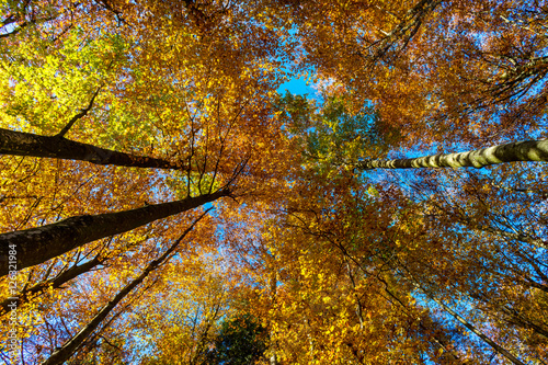 Colorful autumn forest view  Alsace