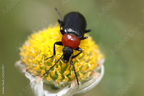 Beetle eating nectar © jcmarcos