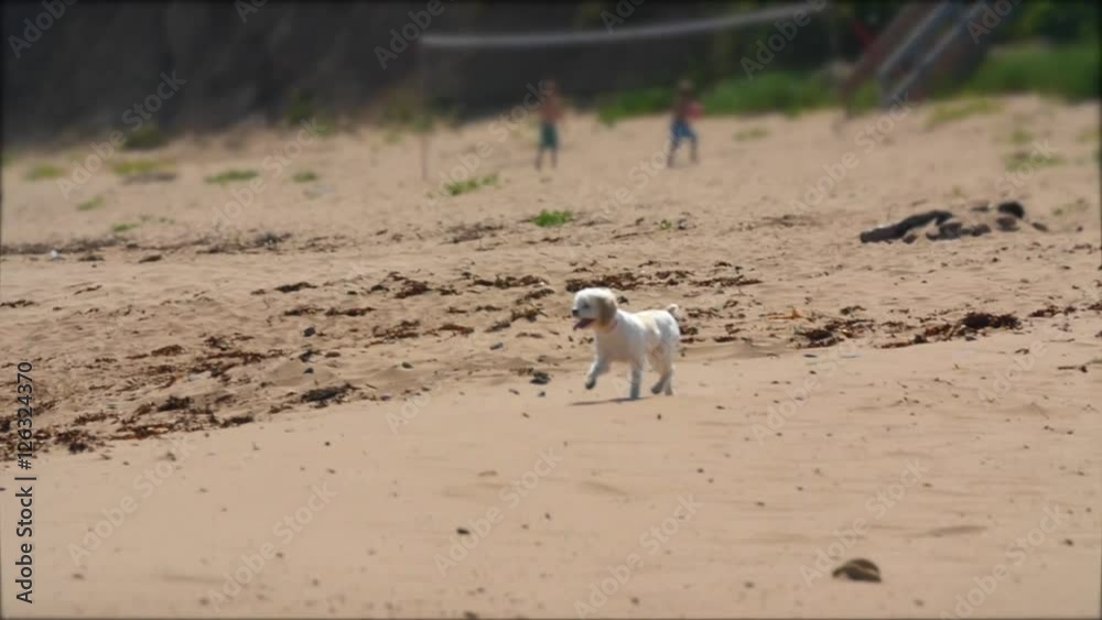 Slow motion of dog running through a sandy beach Slow motion of dog running through a sandy beach