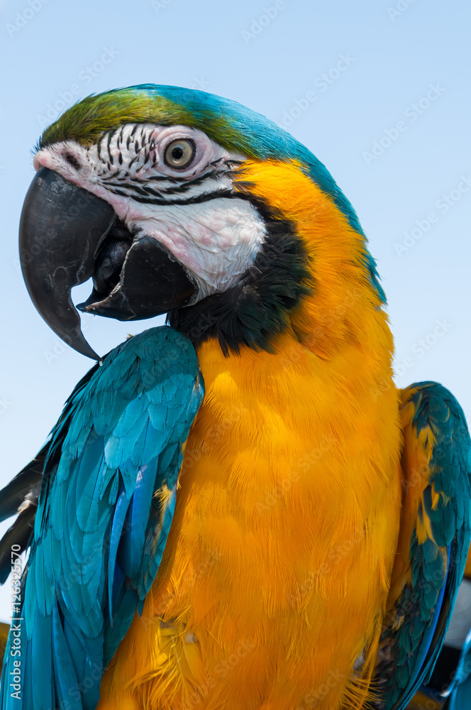 Parrot