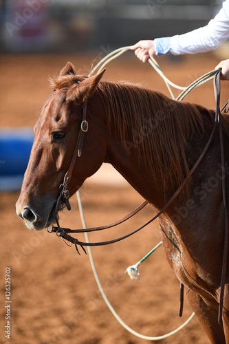 A close up view of a horse and lasso