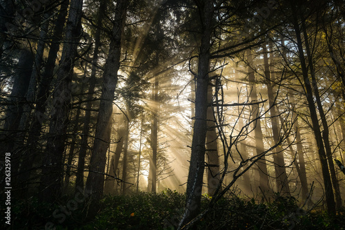 Forest Light