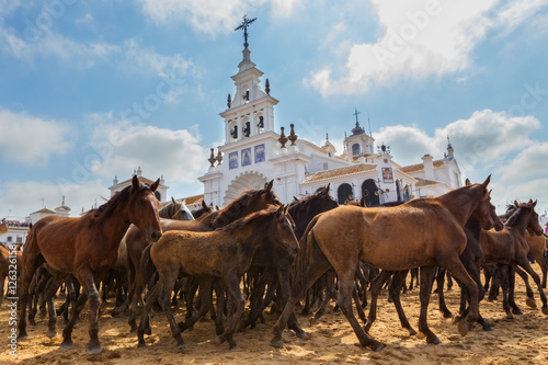 Herd of horses in front the church waiting for baptism. photo
