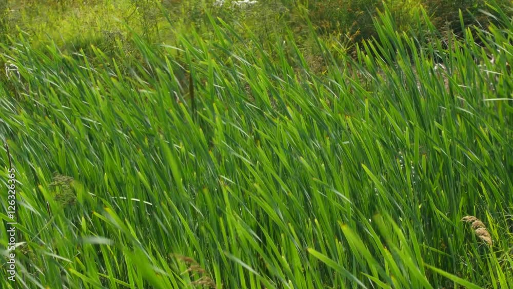 Beautiful green reeds blows in strong wind Beautiful green reeds blows in strong wind
