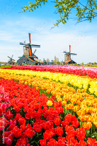 Landscape with tulips in Zaanse Schans, Netherlands, Europe