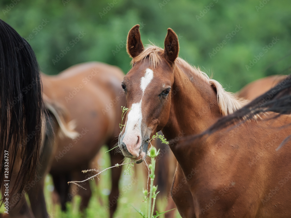 Fototapeta premium arabian foal among herd at pasture