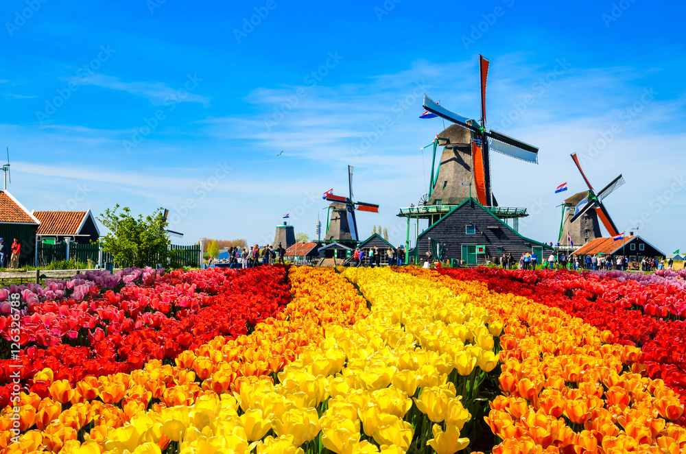 Landscape with tulips in Zaanse Schans, Netherlands, Europe