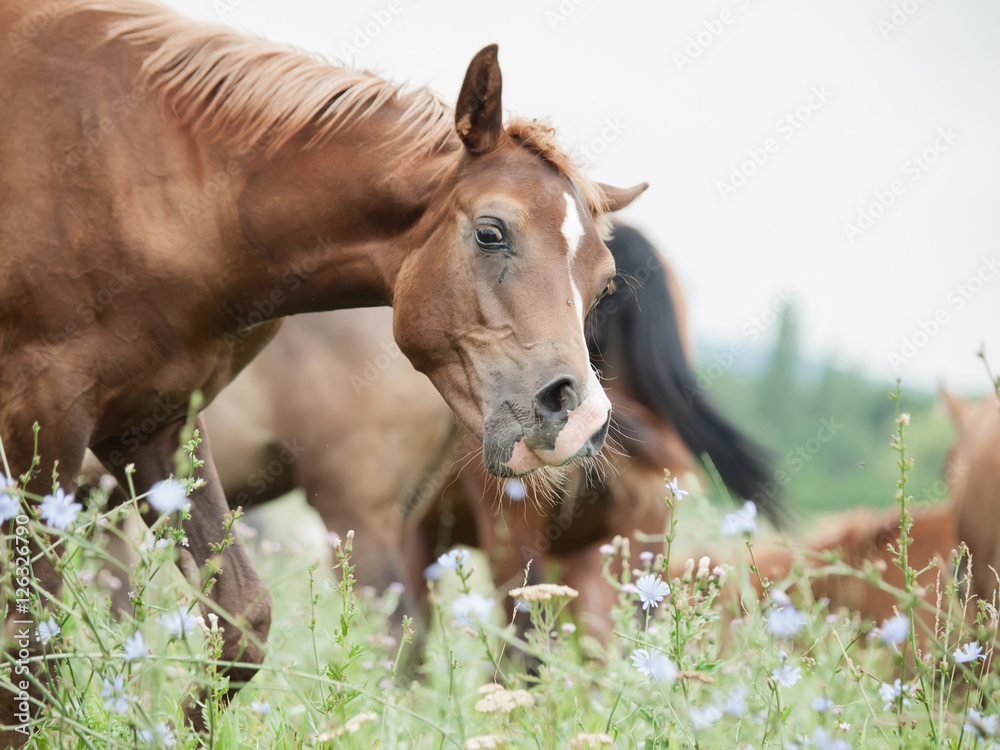 Fototapeta premium funny portrait of foal at the pasture.