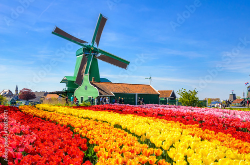 Landscape with tulips in Zaanse Schans, Netherlands, Europe