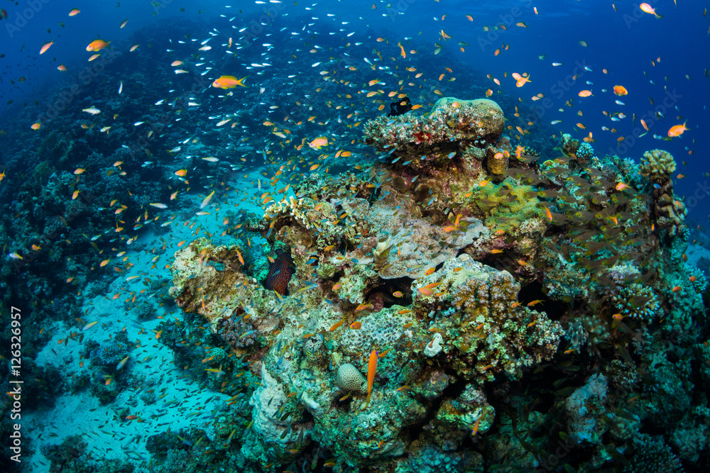 Fototapeta premium Tropical fish