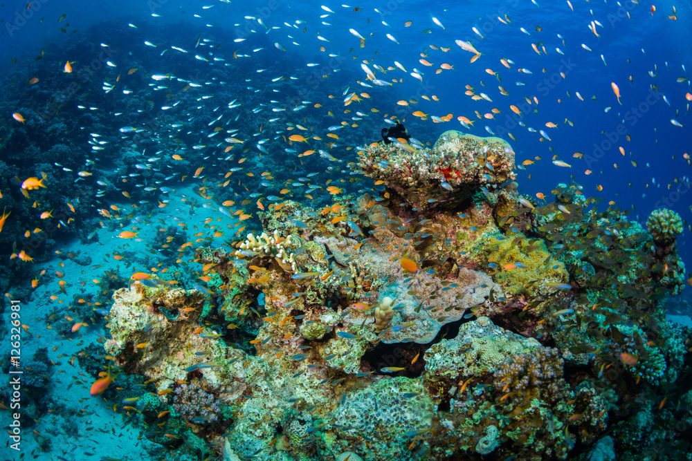 Fototapeta premium Tropical fish