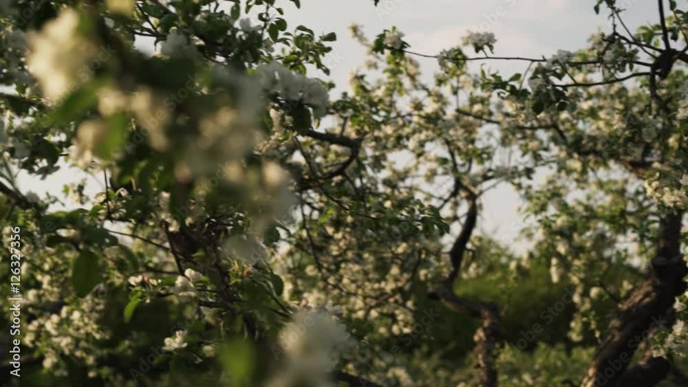 Beautiful nature in spring. White fruit tree blossom in sunlight. Beautiful nature in spring. White fruit tree blossom in sunlight.