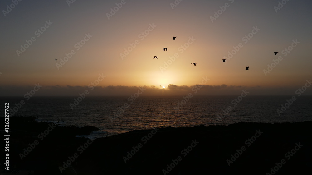 birds at the glowing sky over the ocean at sunset