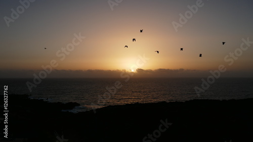 birds at the glowing sky over the ocean at sunset