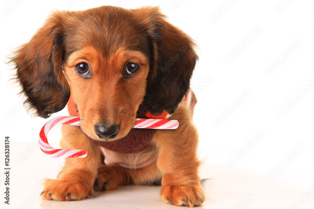 Christmas Dachshund puppy