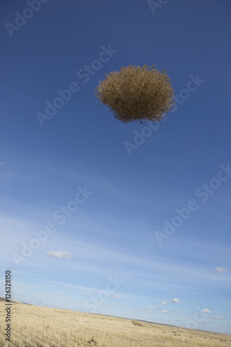 A lone tumbleweed flying through the air over a field of yellow grasses. Washington