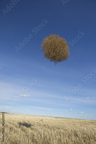 Tableau sur toile A lone tumbleweed flying through the air over a field of yellow grasses