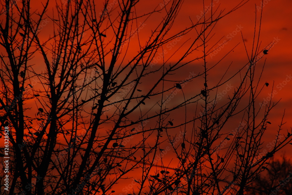 Obraz premium beautiful dry tree branches silhouette at sunset red sky