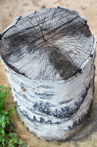 Old stump of tree