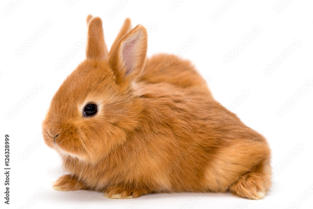 Fototapeta premium two red rabbits