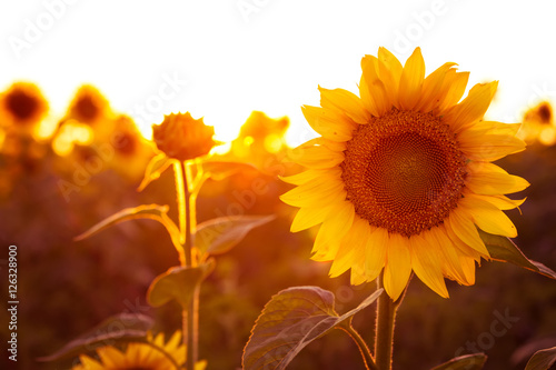 Fototapeta Naklejka Na Ścianę i Meble -  sunflower at the evening field