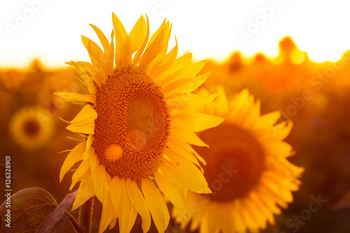 Fototapeta Naklejka Na Ścianę i Meble -  sunflower at the evening field