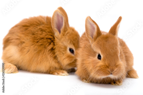 two red rabbits